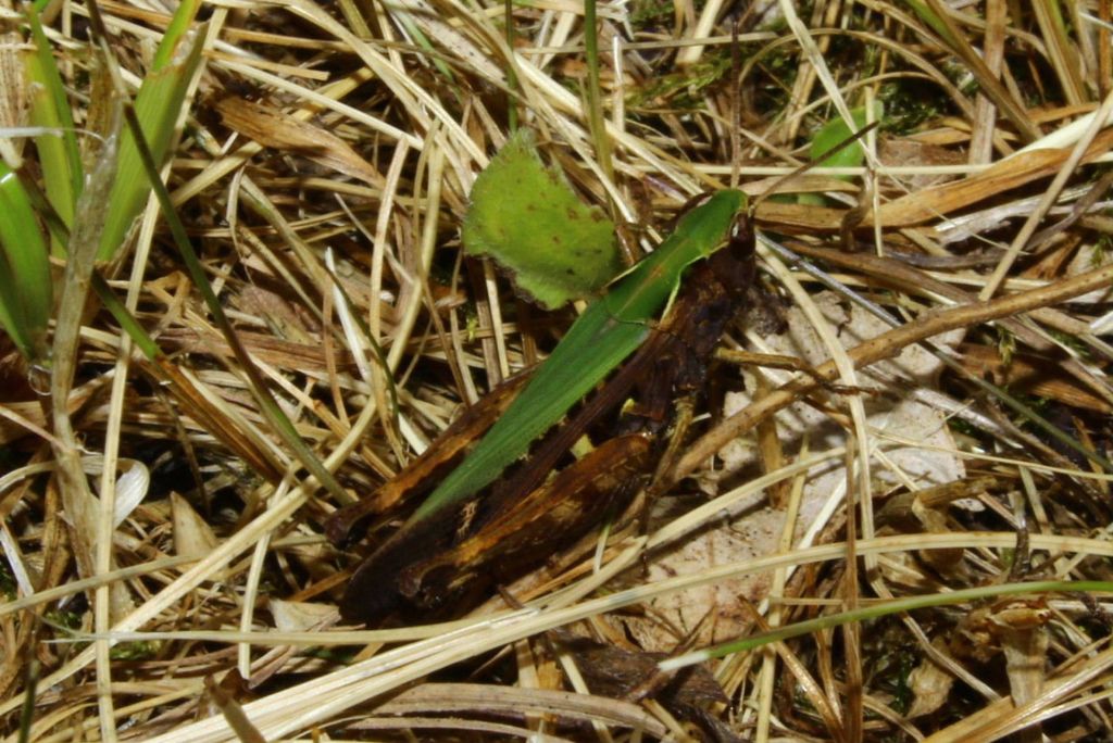 Acrididae da determinare-2- ???